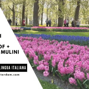 Visita Parco Dei Tulipani E Paese Dei Mulini A Vento in ITALIANO (5 maggio)