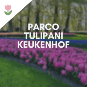 Parco tulipani Keukenhof